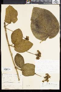 Image of Fischeria martiana