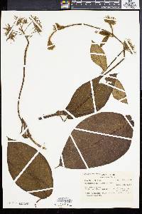 Fischeria martiana image