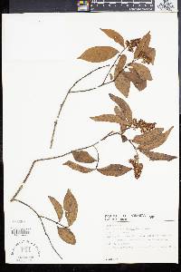 Forsteronia australis image