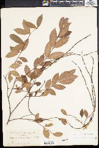 Forsteronia leptocarpa image