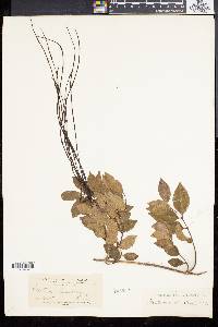 Forsteronia leptocarpa image