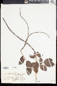 Forsteronia leptocarpa image