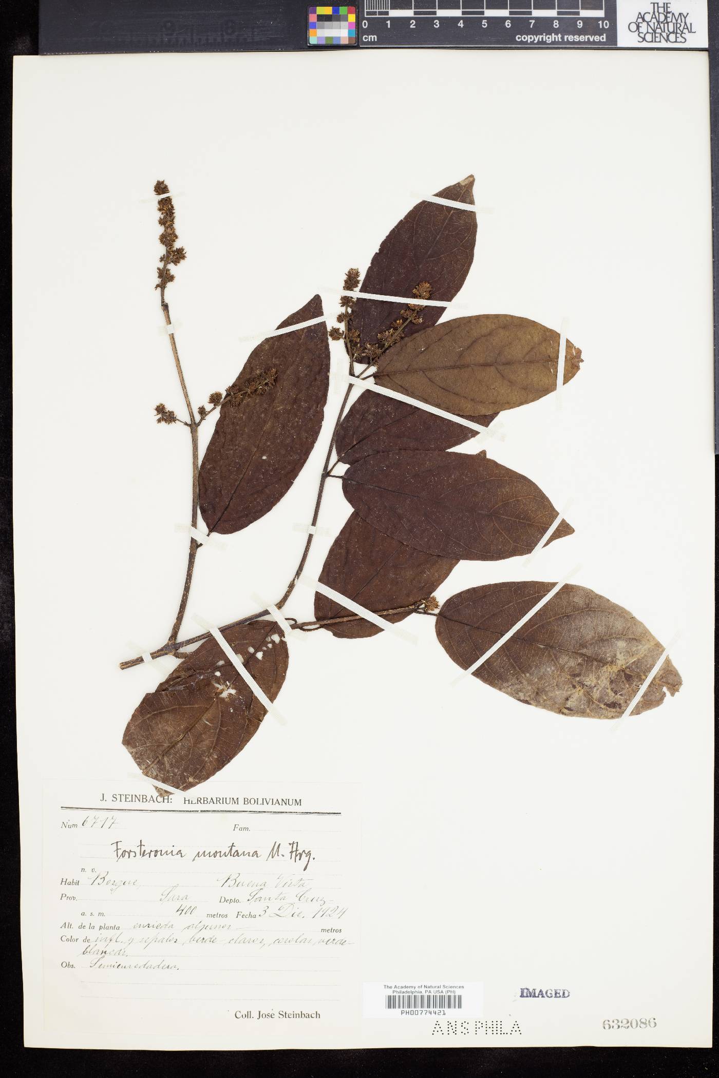Forsteronia montana image