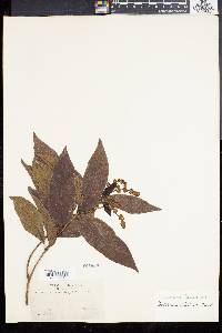 Forsteronia montana image