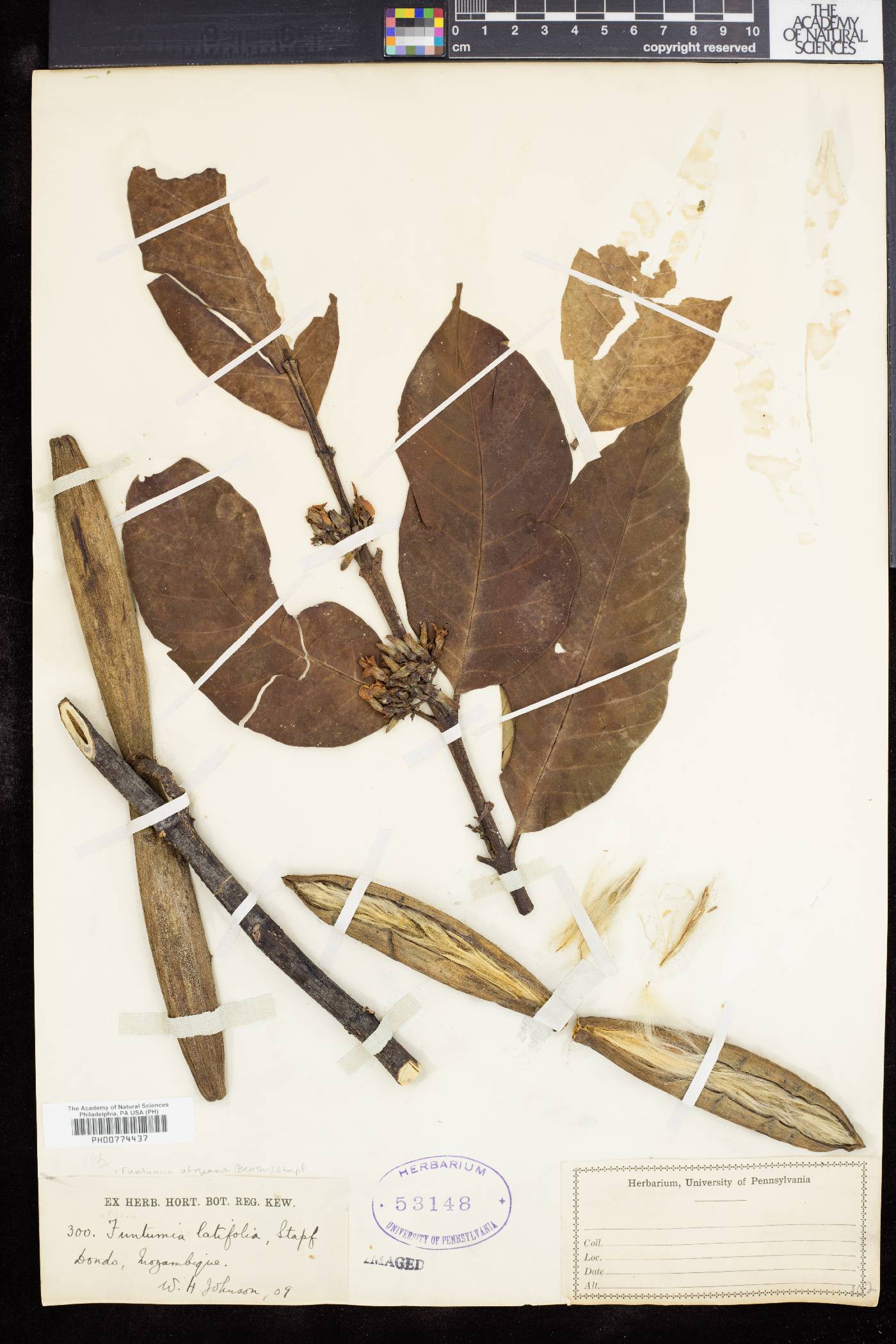 Funtumia latifolia image