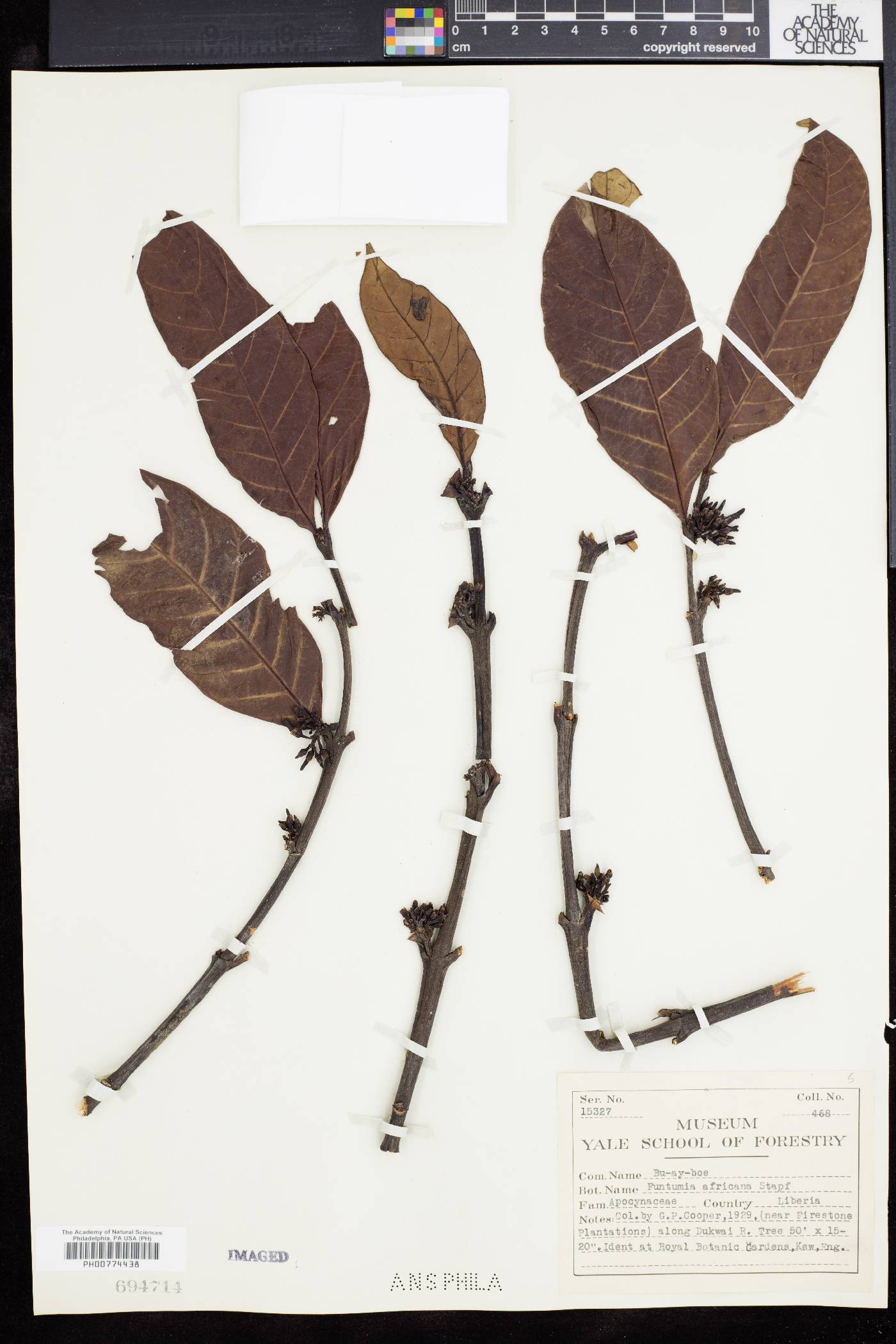 Funtumia africana image