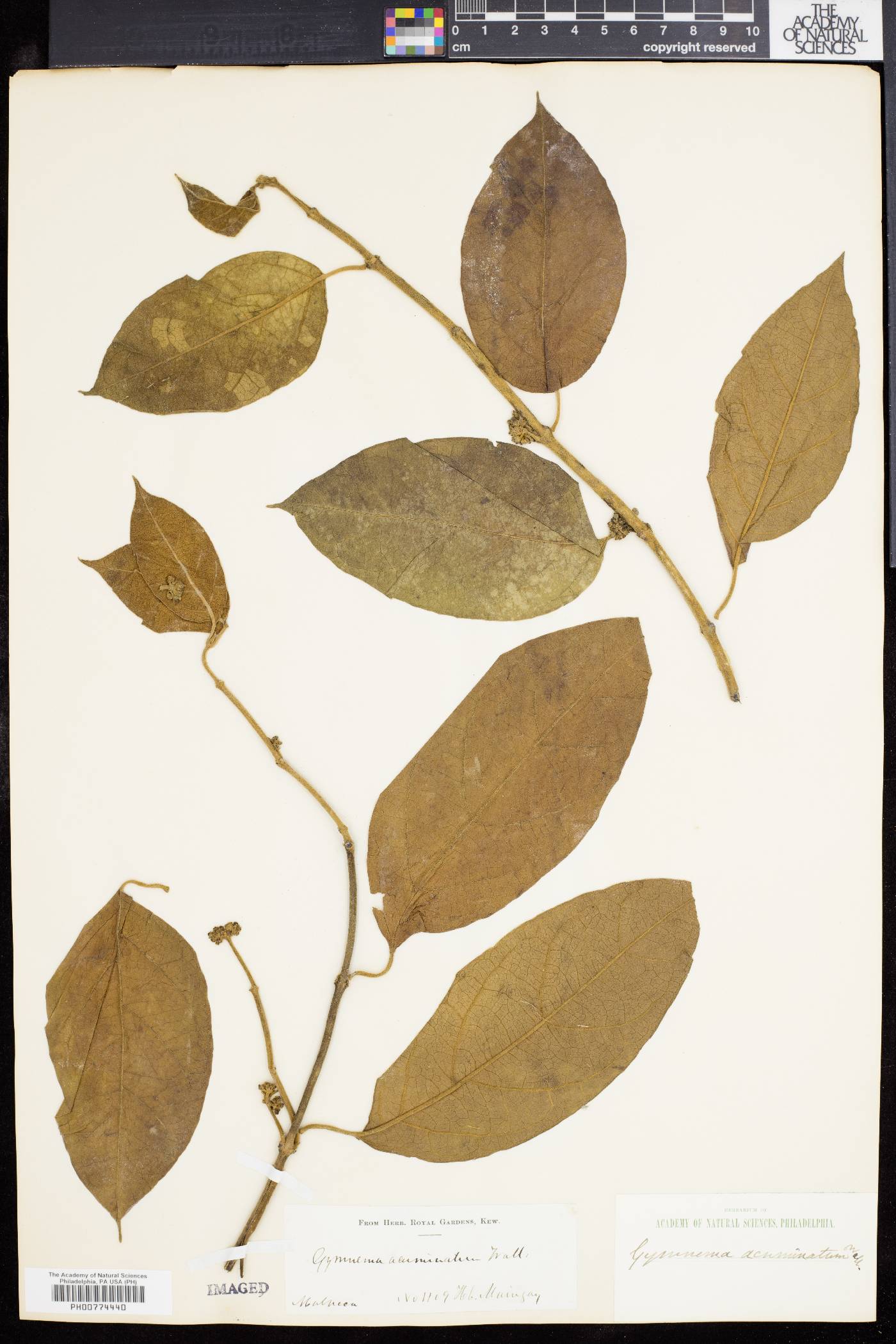Gymnema acuminatum image