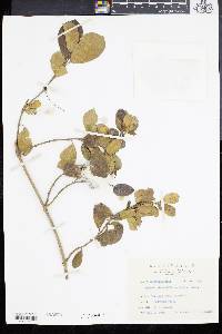 Gymnema alterniflorum image