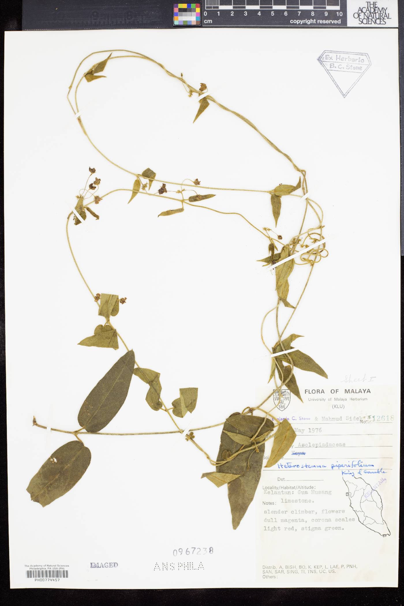 Heterostemma piperifolium image