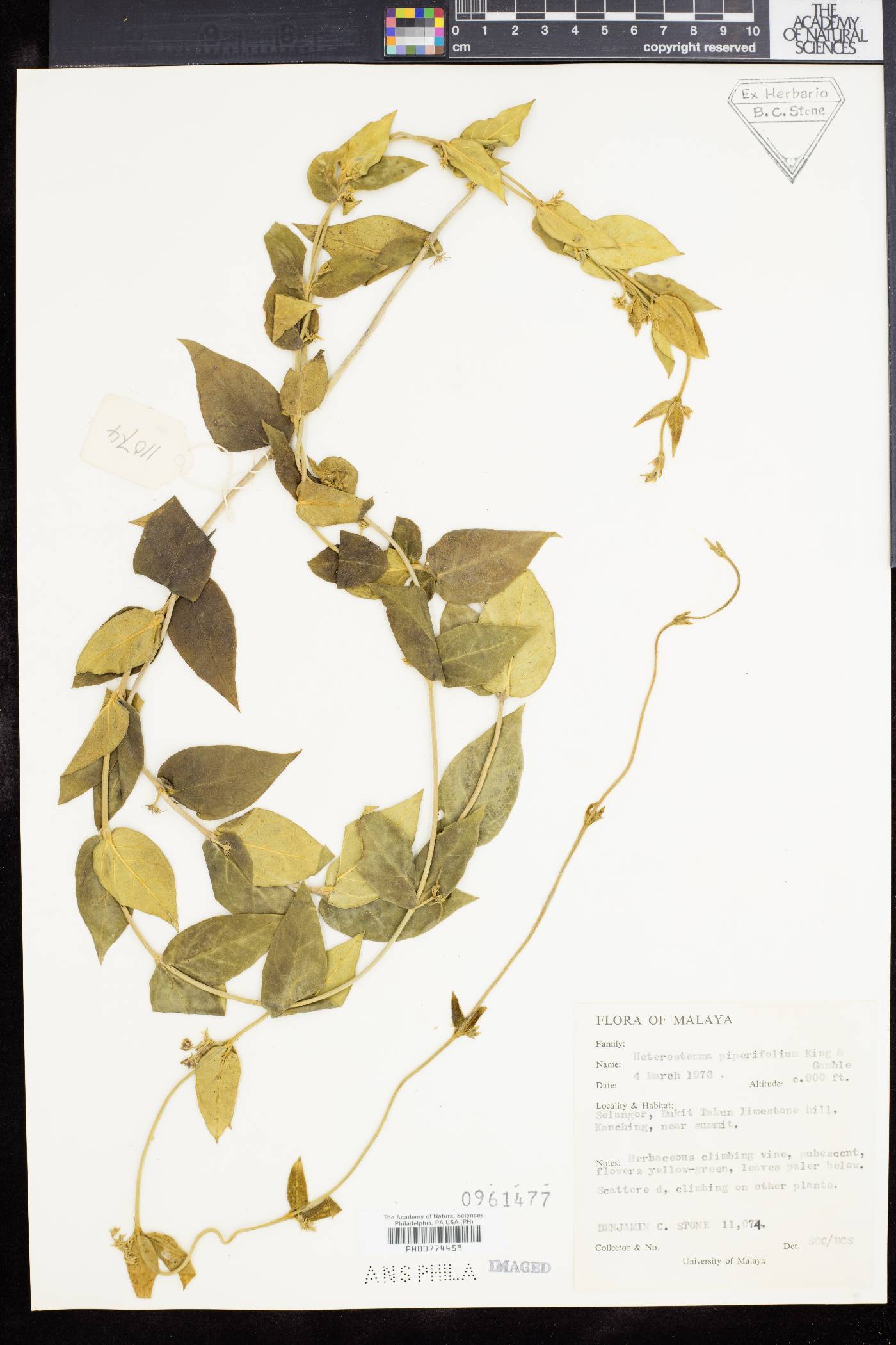 Heterostemma piperifolium image