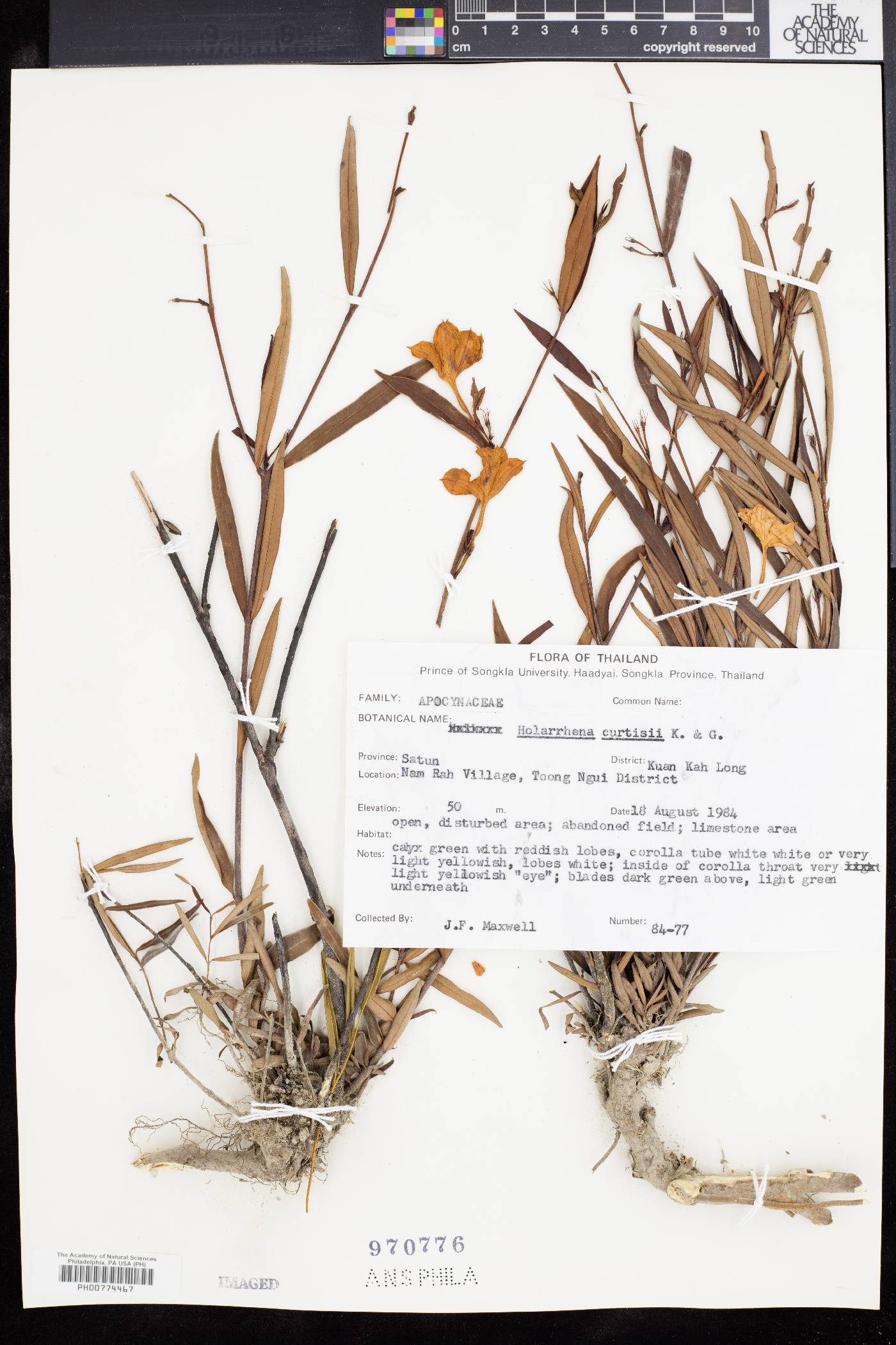 Holarrhena curtisii image