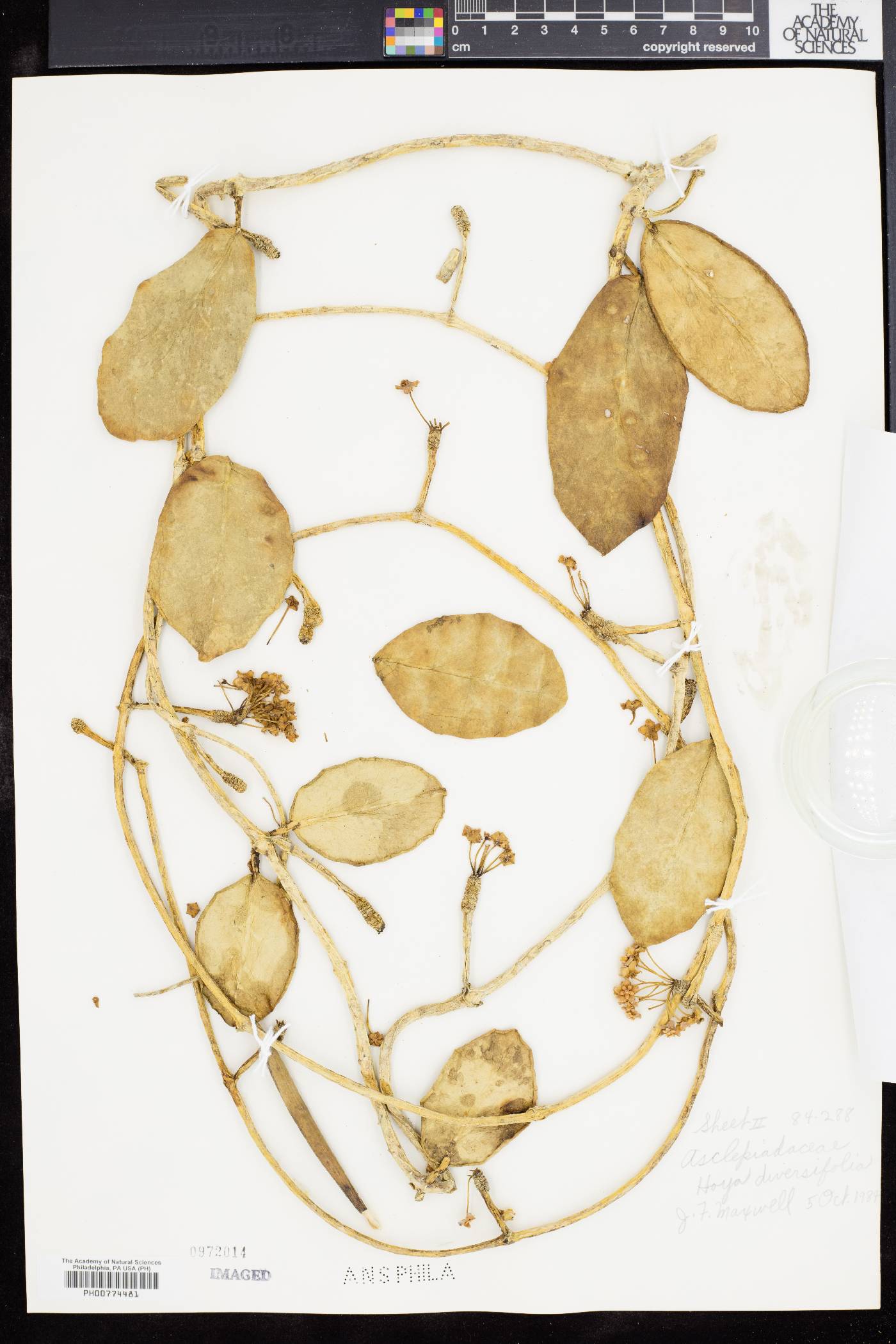 Hoya diversifolia image
