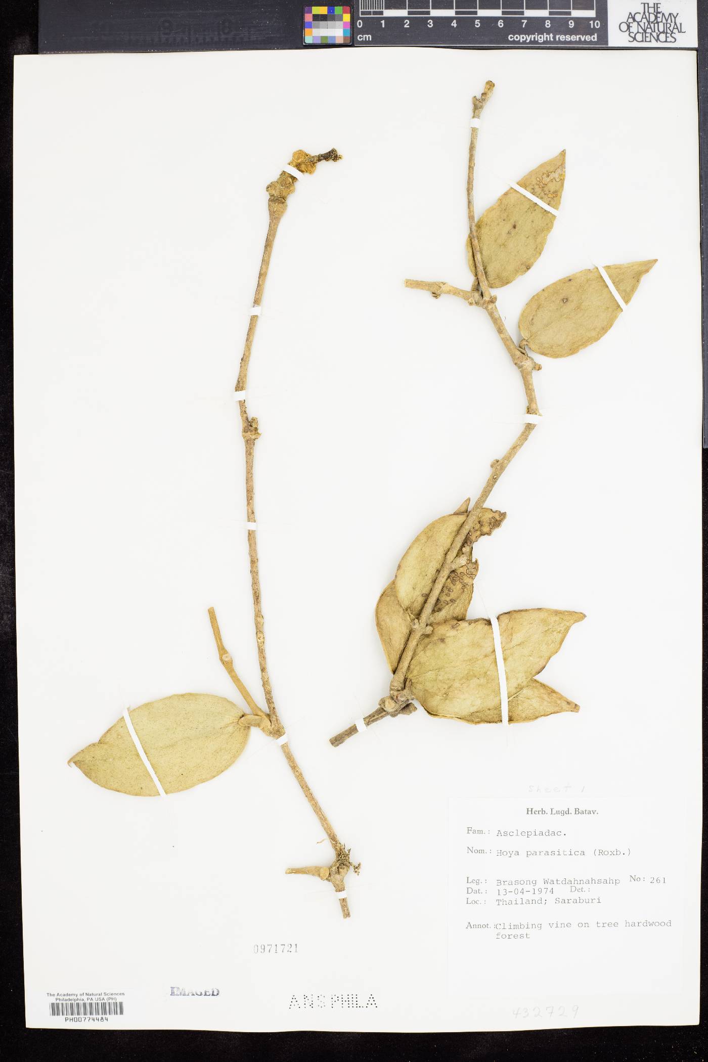 Hoya parasitica image