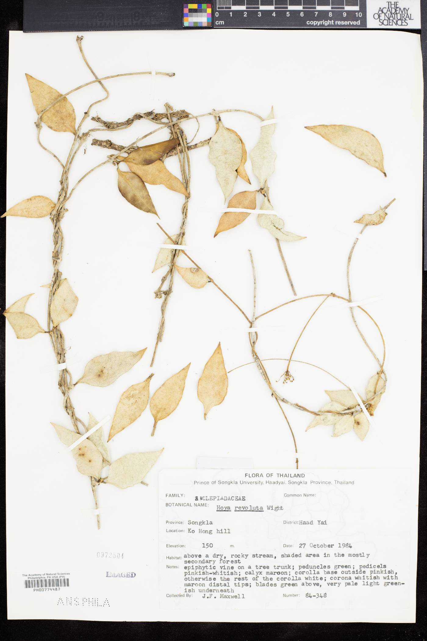 Hoya revoluta image