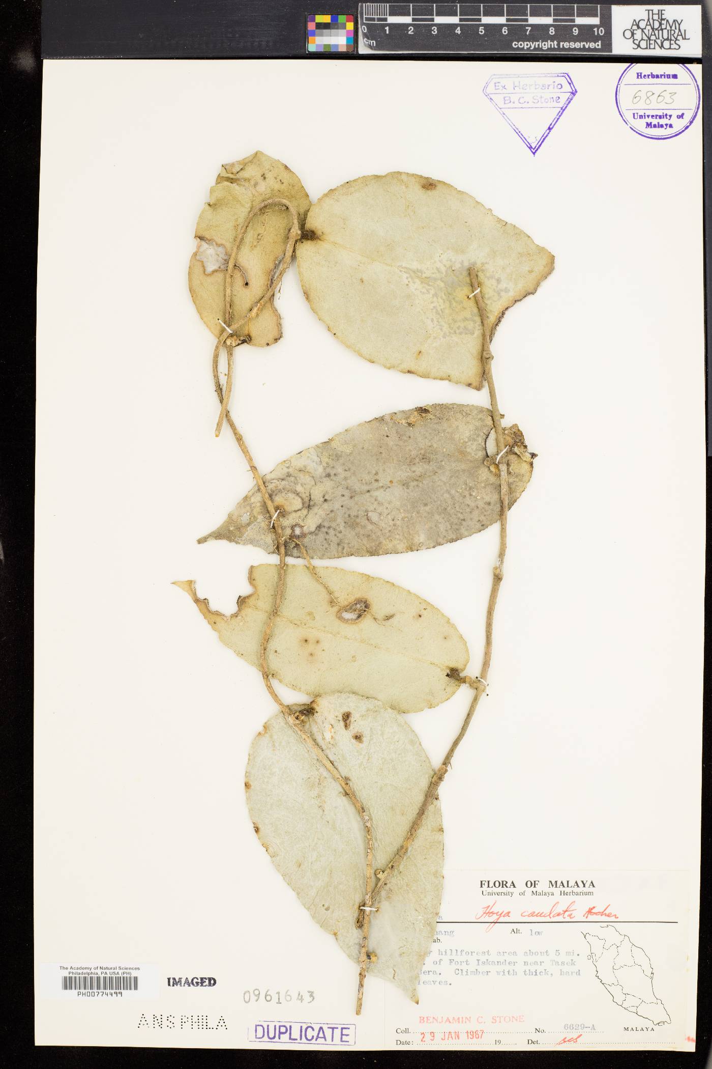 Hoya caudata image