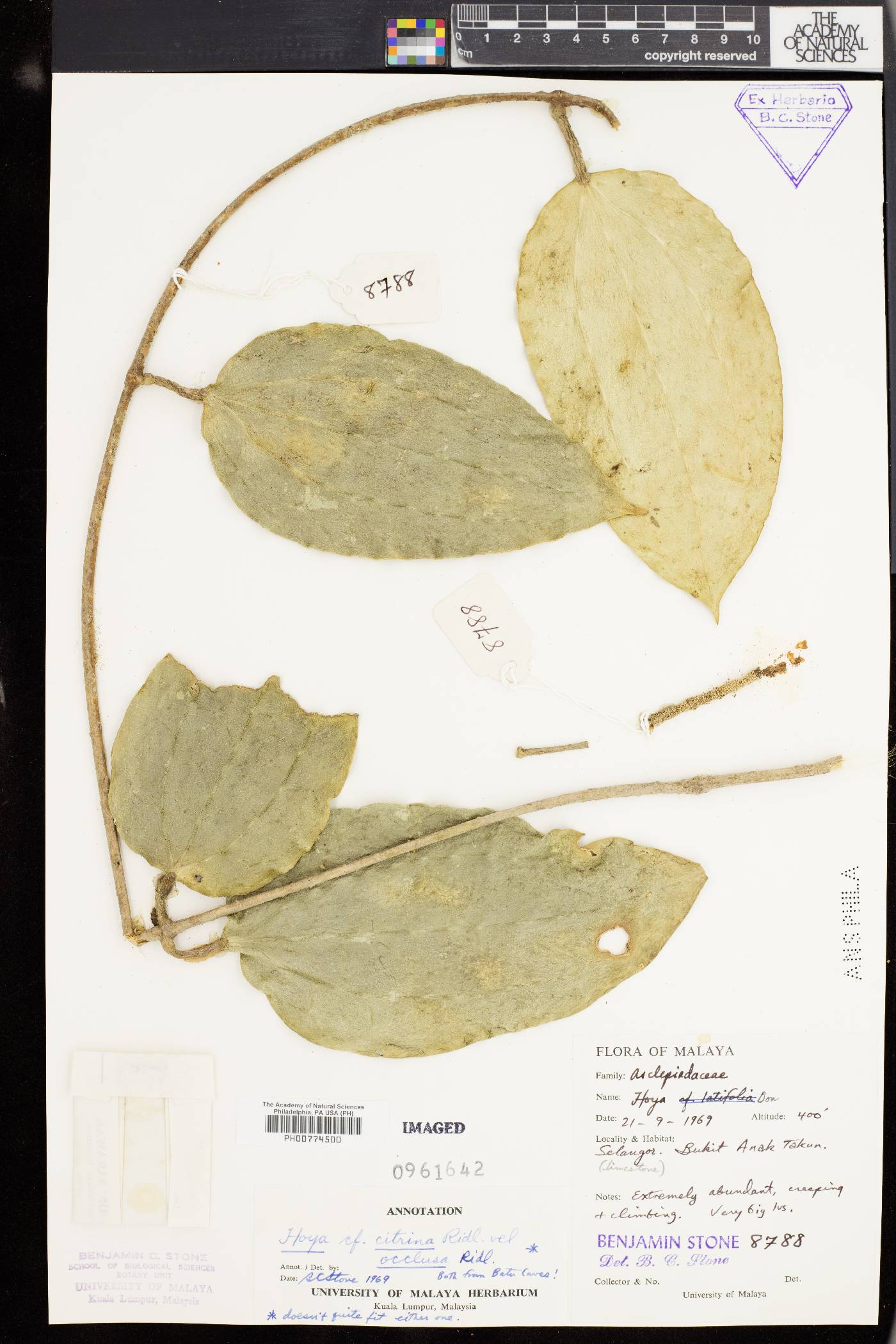 Hoya verticillata var. citrina image