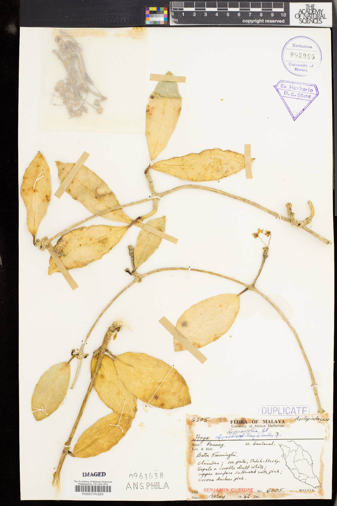Hoya diversifolia image