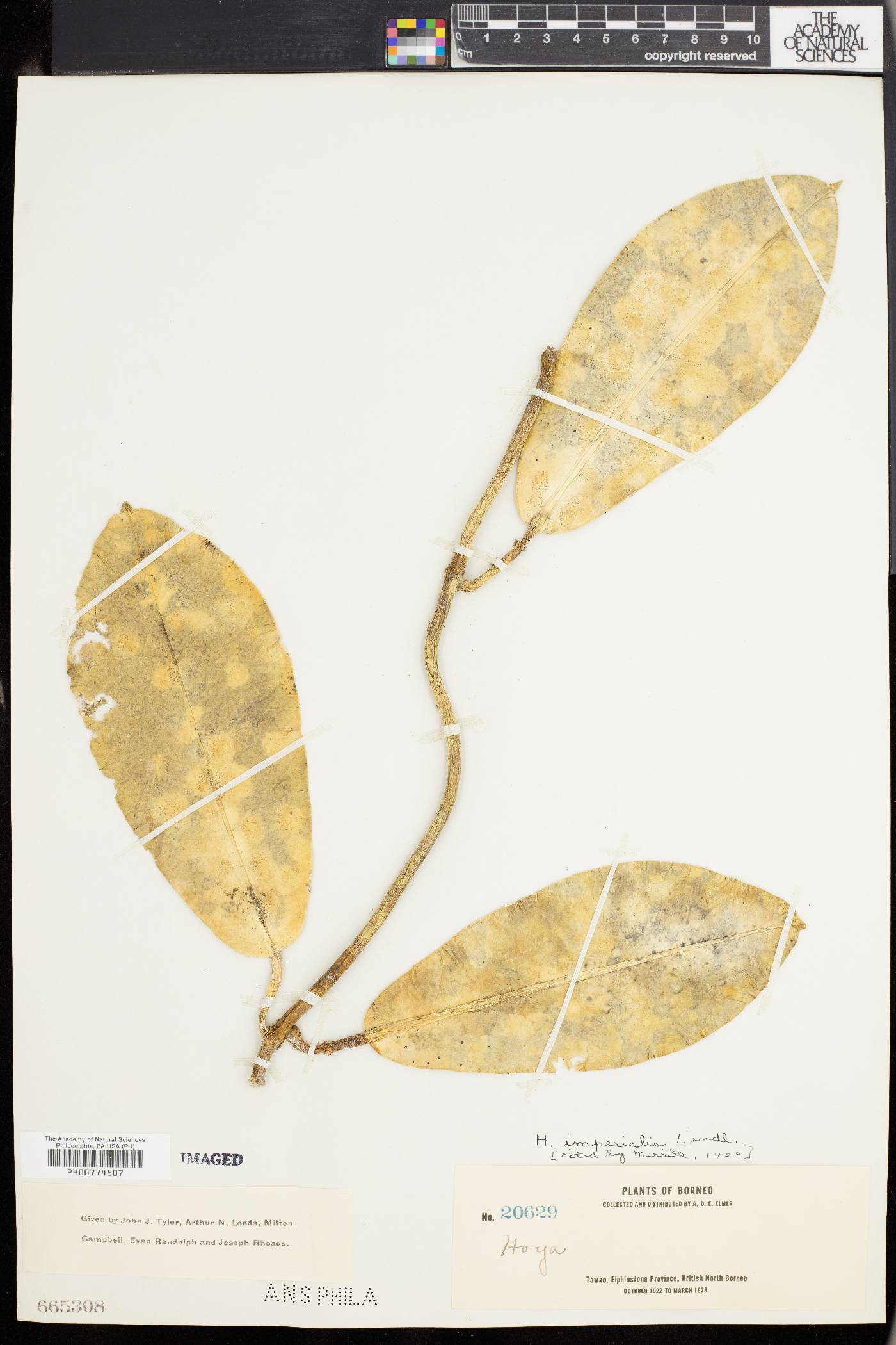 Hoya imperialis image