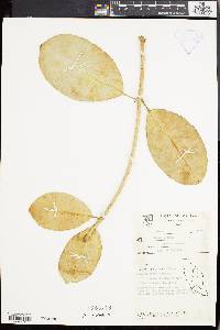 Hoya latifolia image