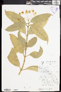 Image of Hoya multiflora