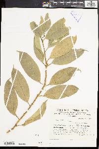 Hoya multiflora image