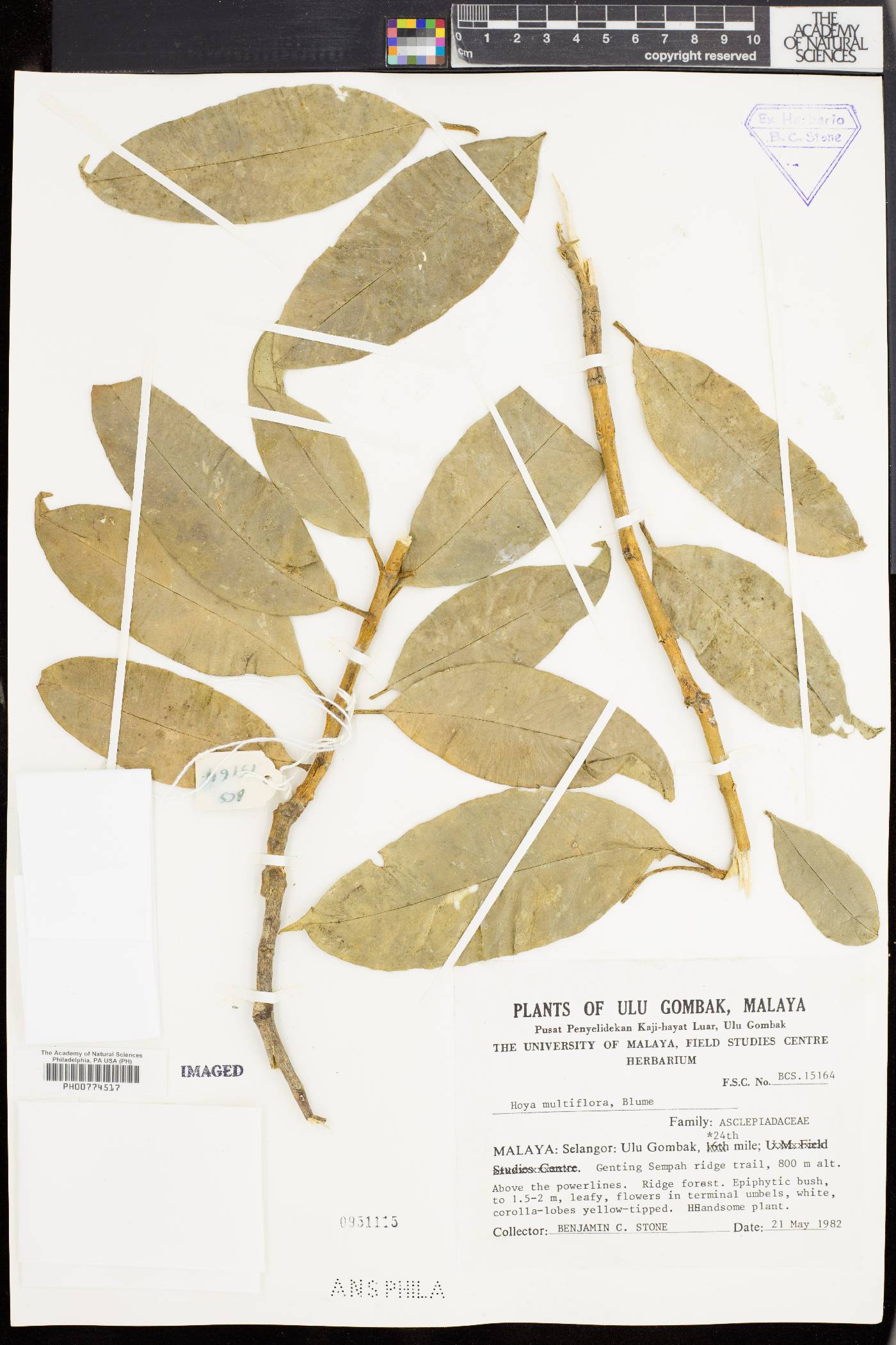 Hoya multiflora image