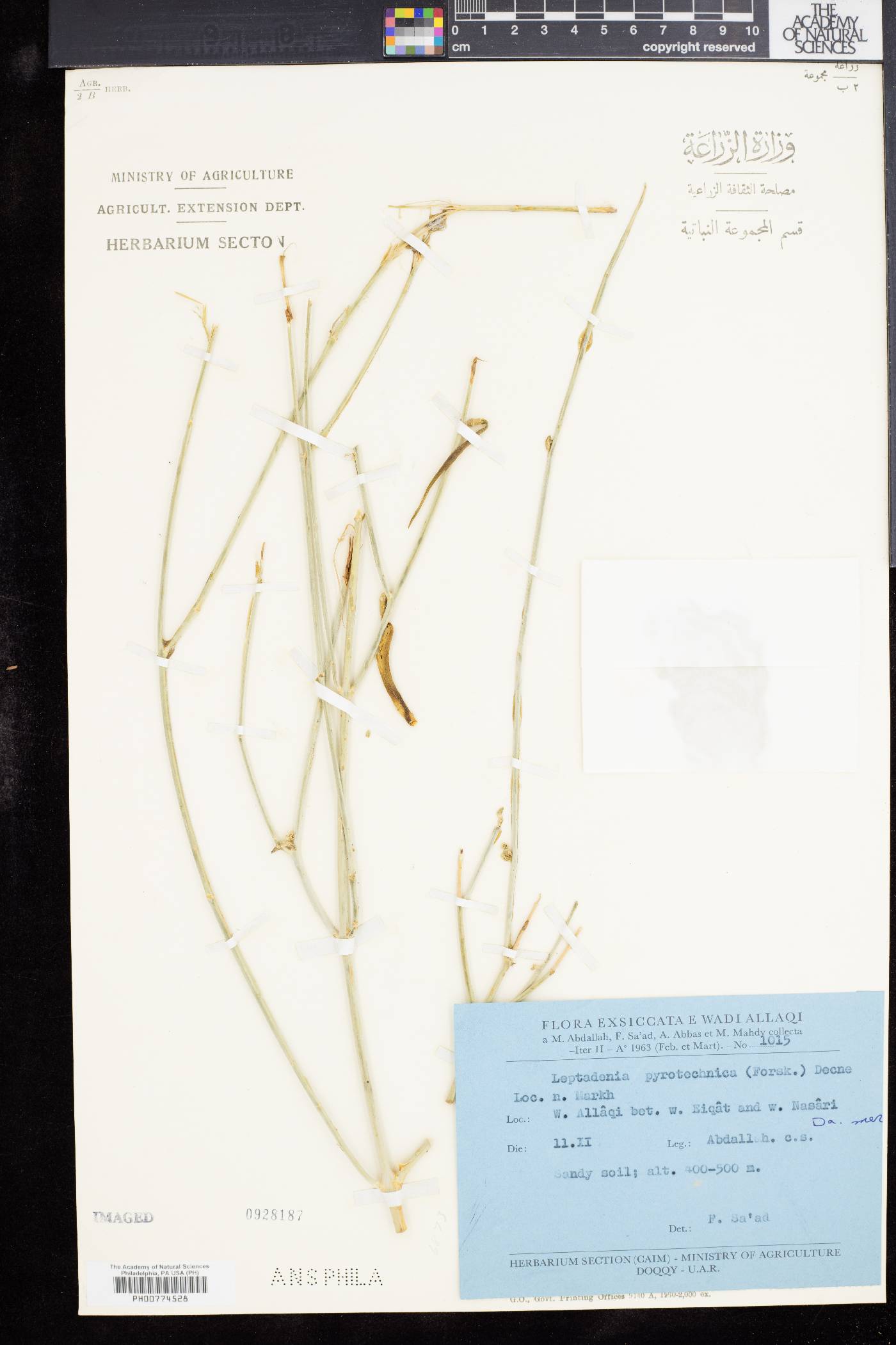 Leptadenia pyrotechnica image