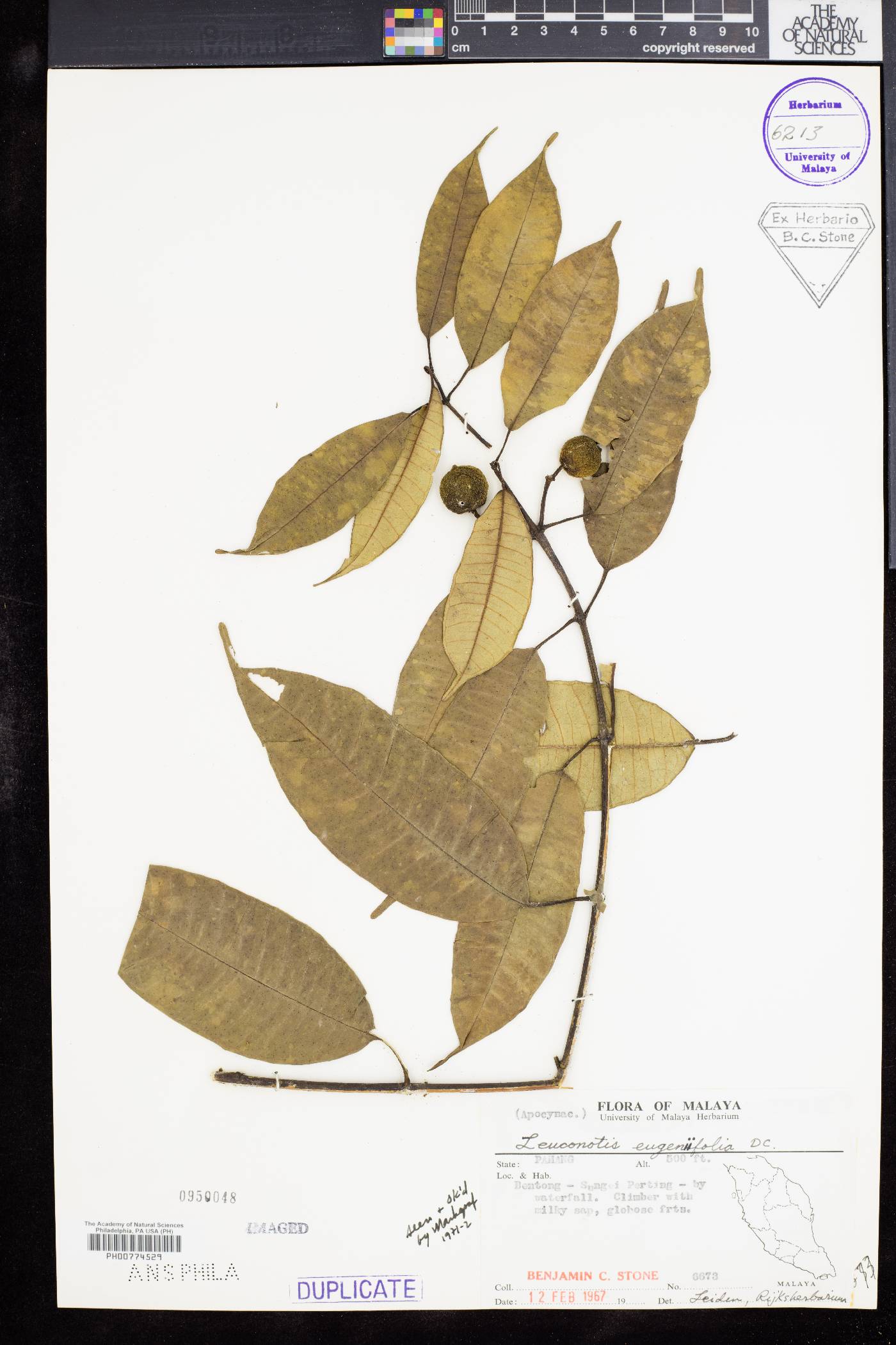 Leuconotis eugeniifolia image