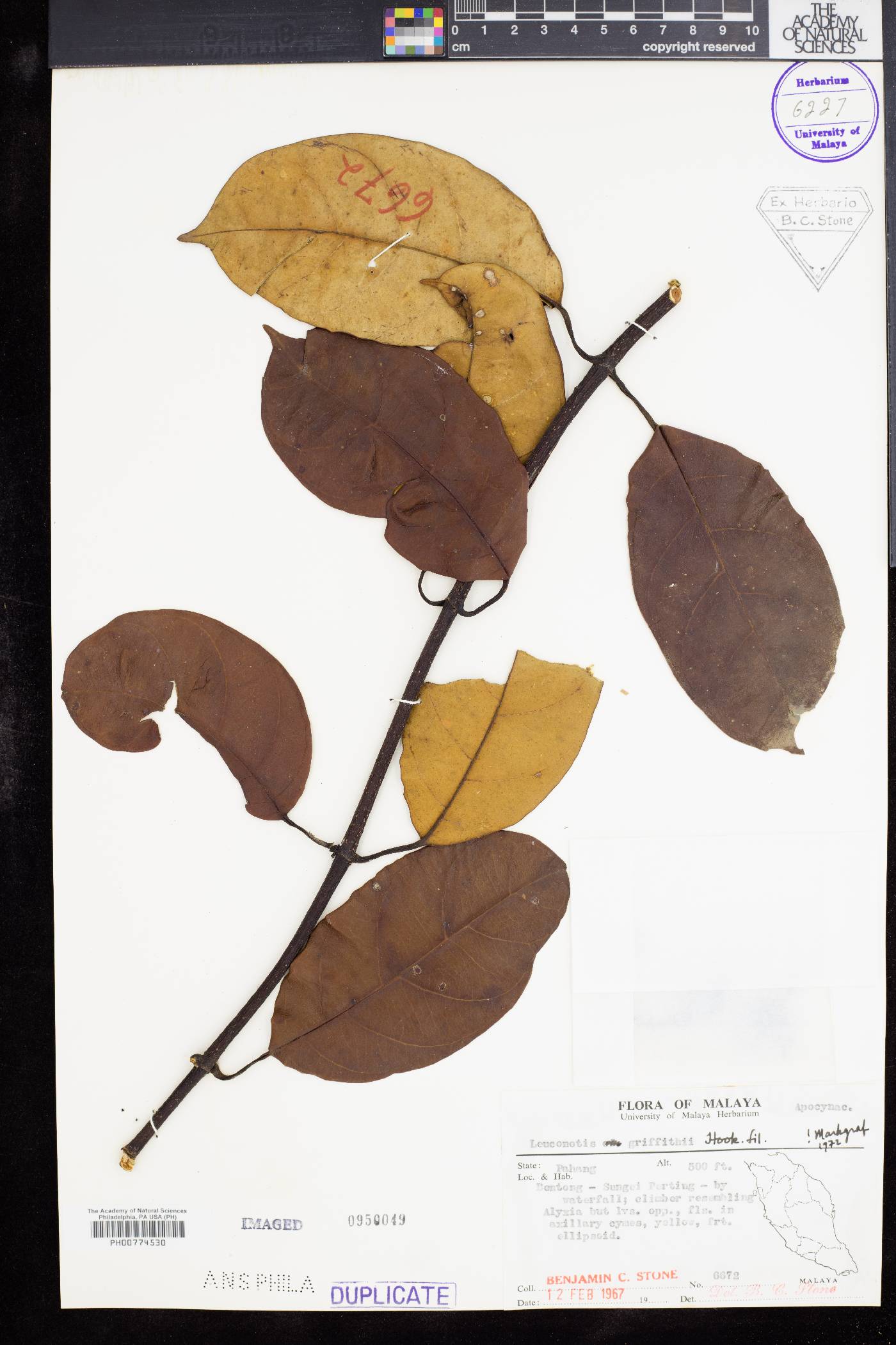 Leuconotis griffithii image
