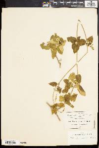 Marsdenia coulteri image