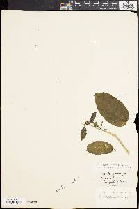 Marsdenia tinctoria image
