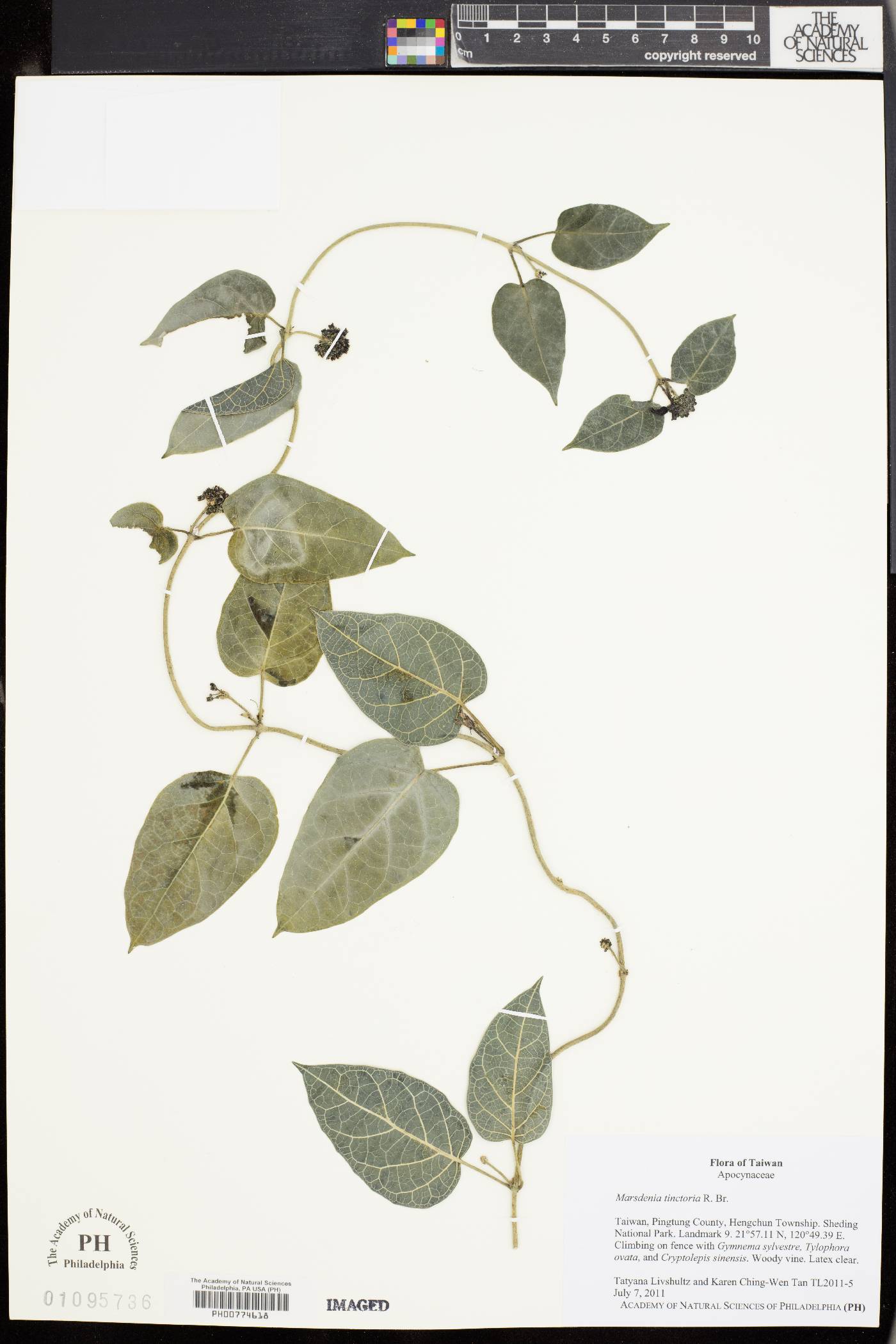 Marsdenia tinctoria image