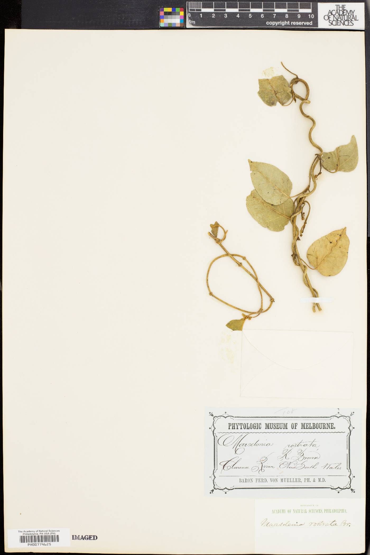 Leichhardtia rostrata image