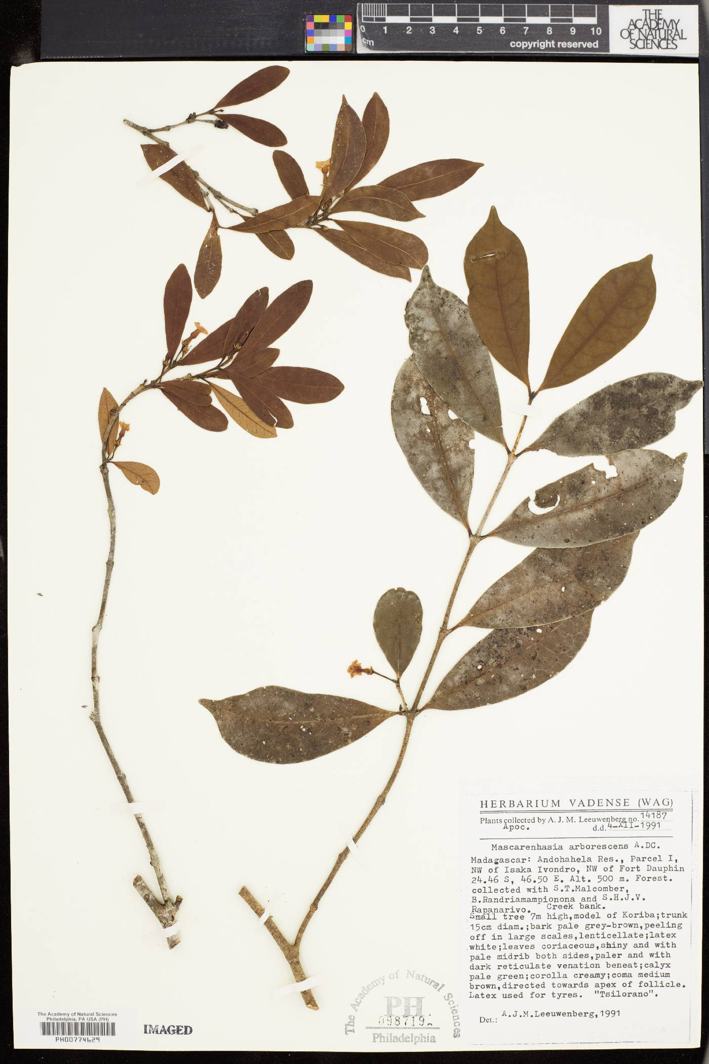 Mascarenhasia image