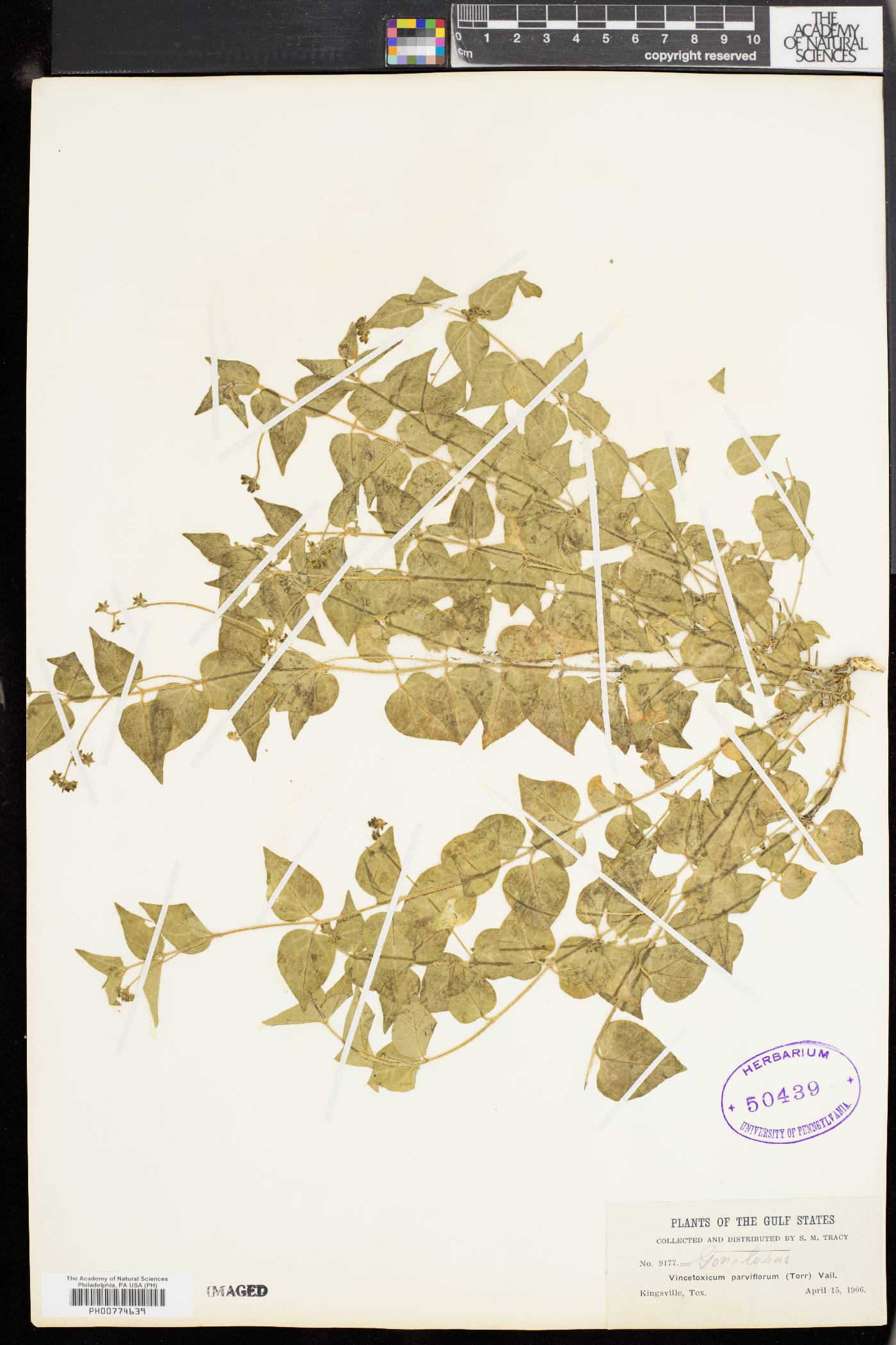 Matelea parviflora image