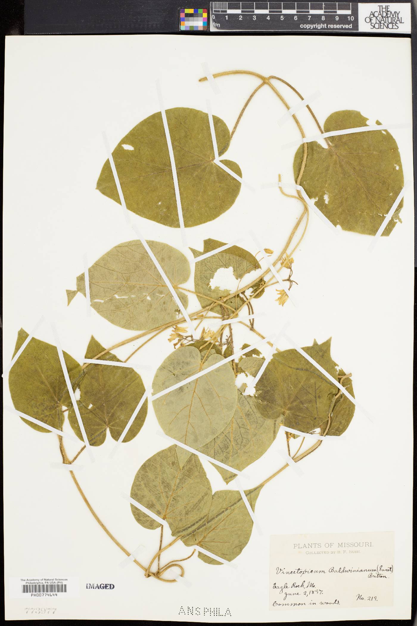 Matelea baldwyniana image