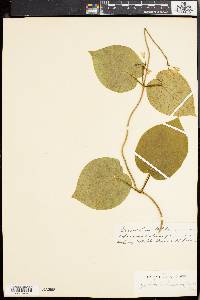 Matelea baldwyniana image