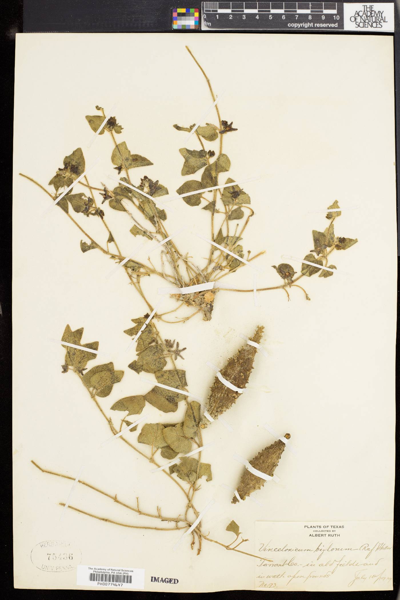 Matelea biflora image