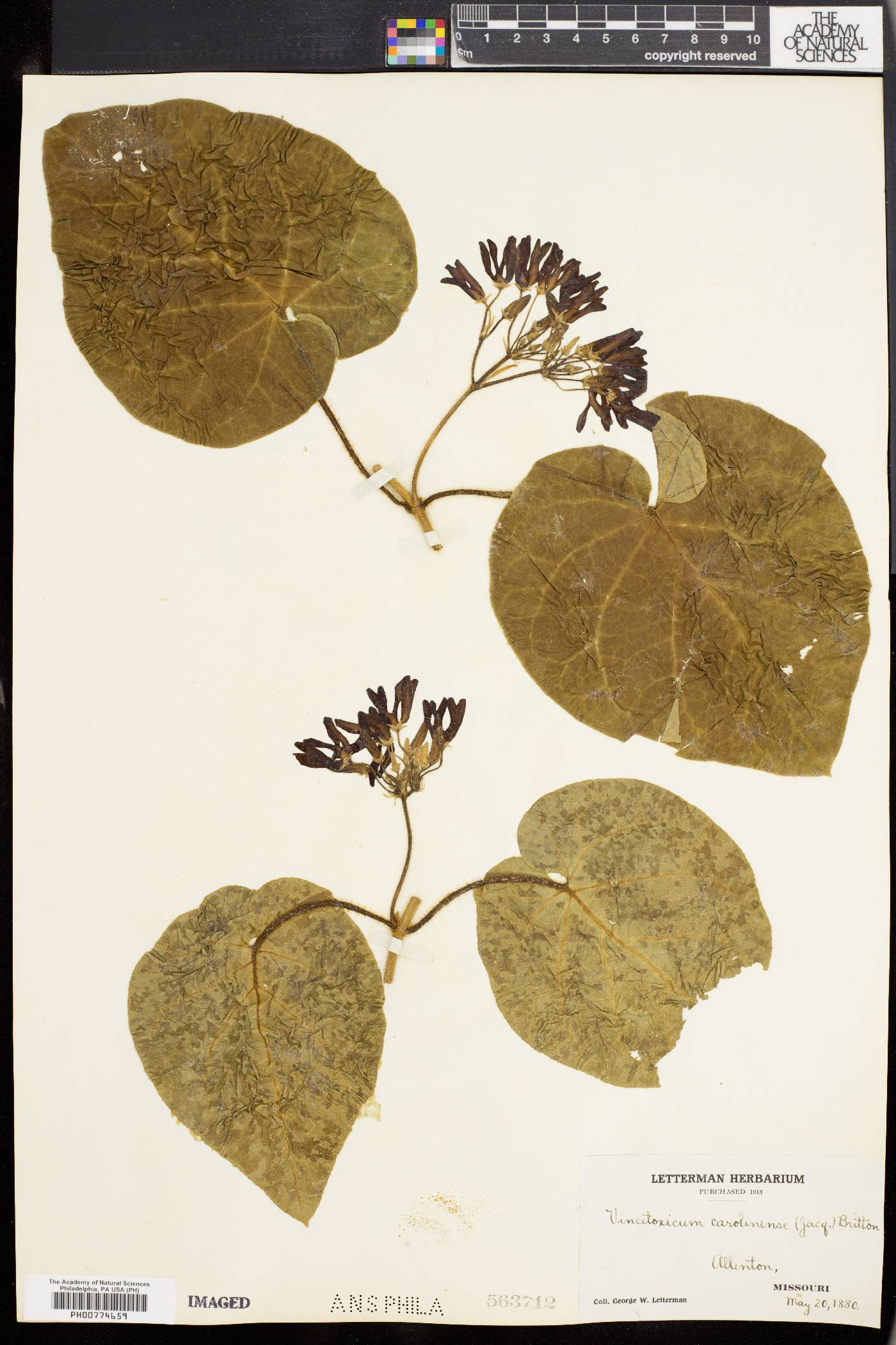 Matelea carolinensis image