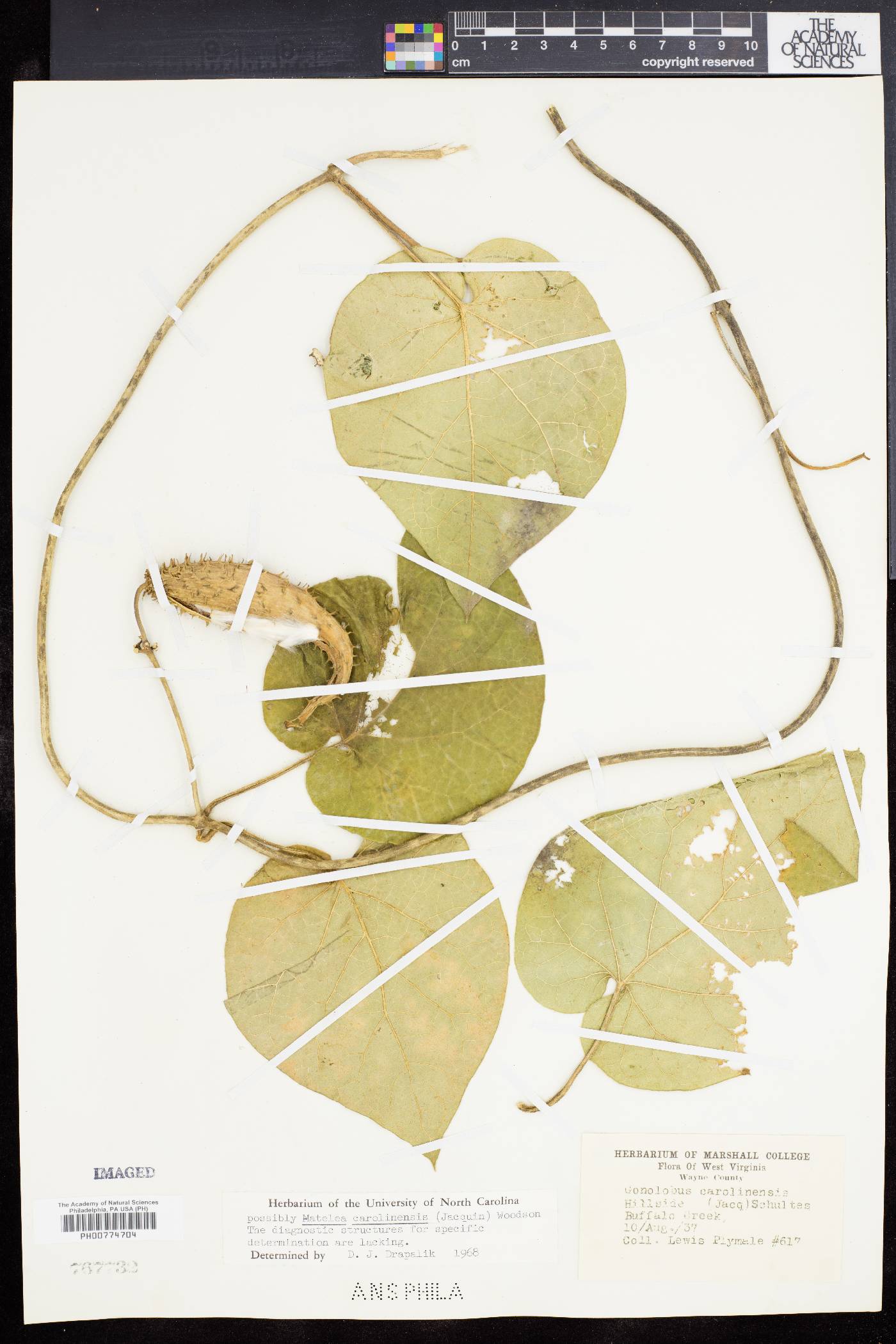 Matelea carolinensis image