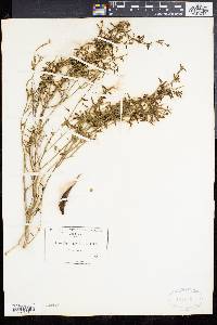 Matelea parvifolia image