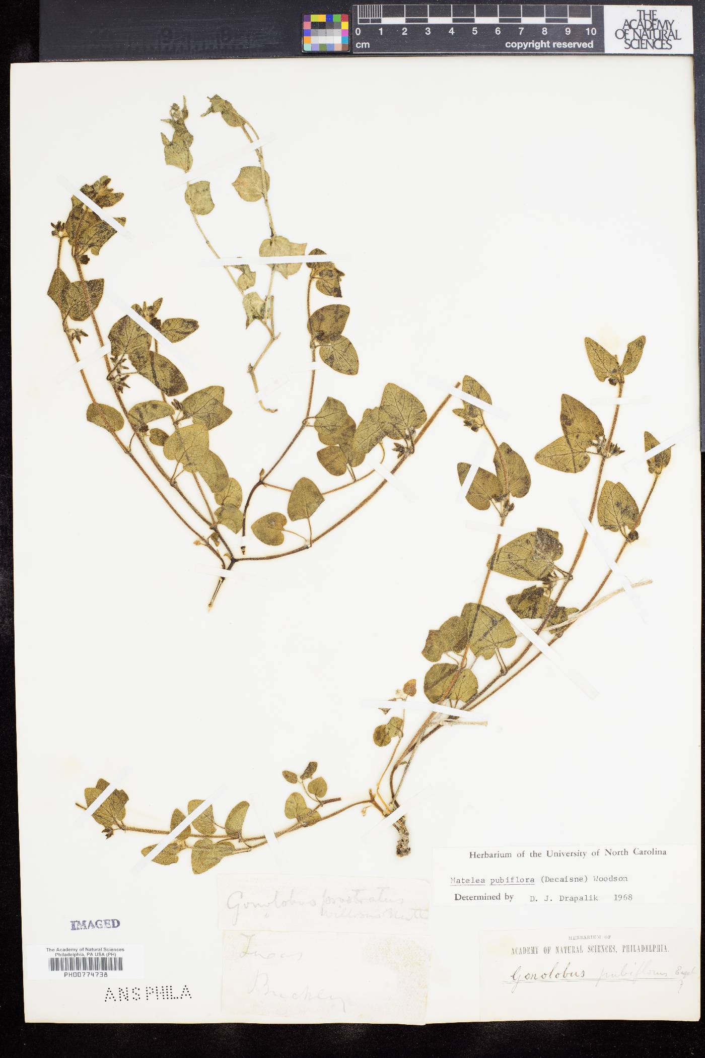 Matelea biflora image