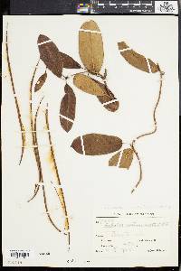Image of Mesechites acuminatus
