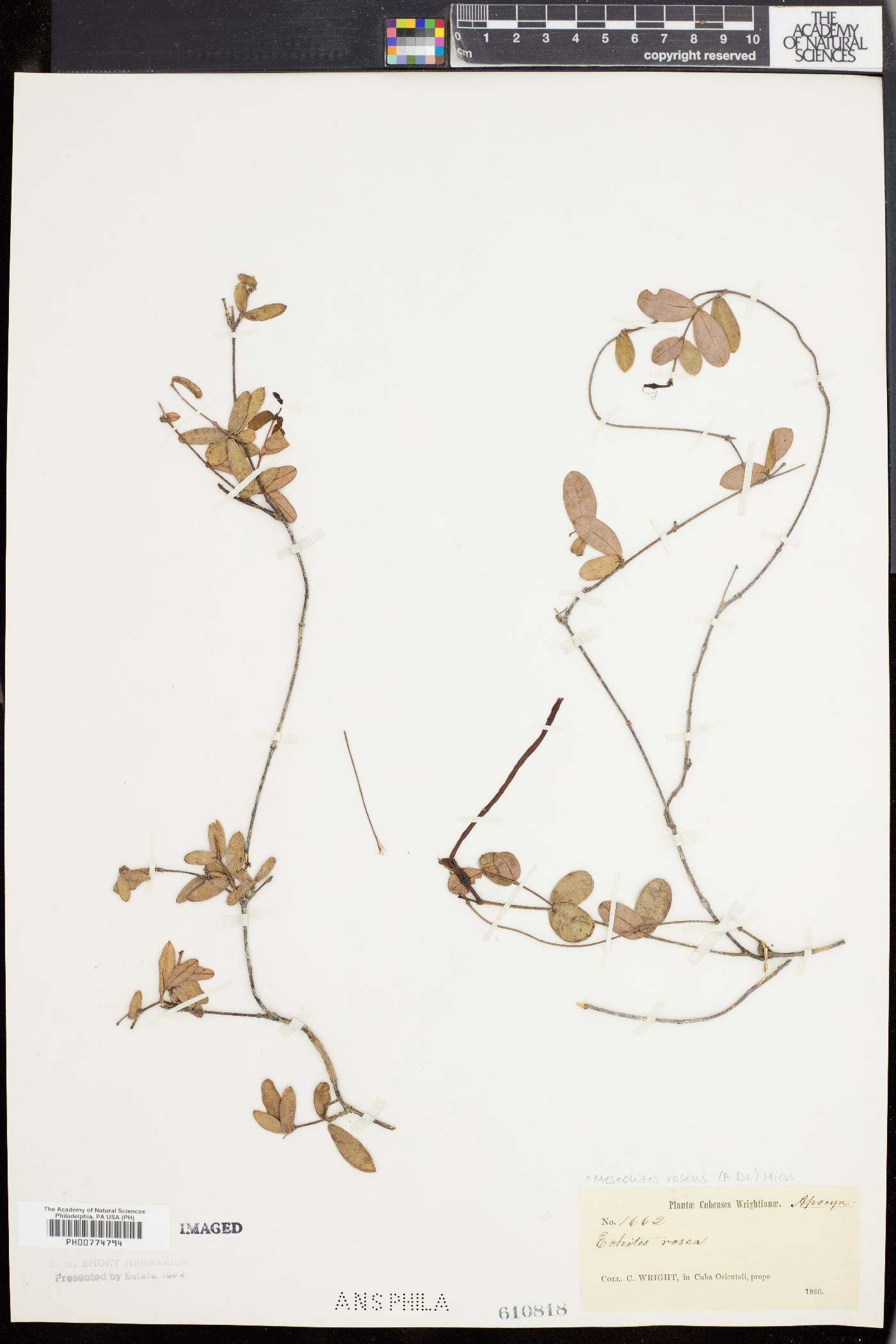 Mesechites roseus image