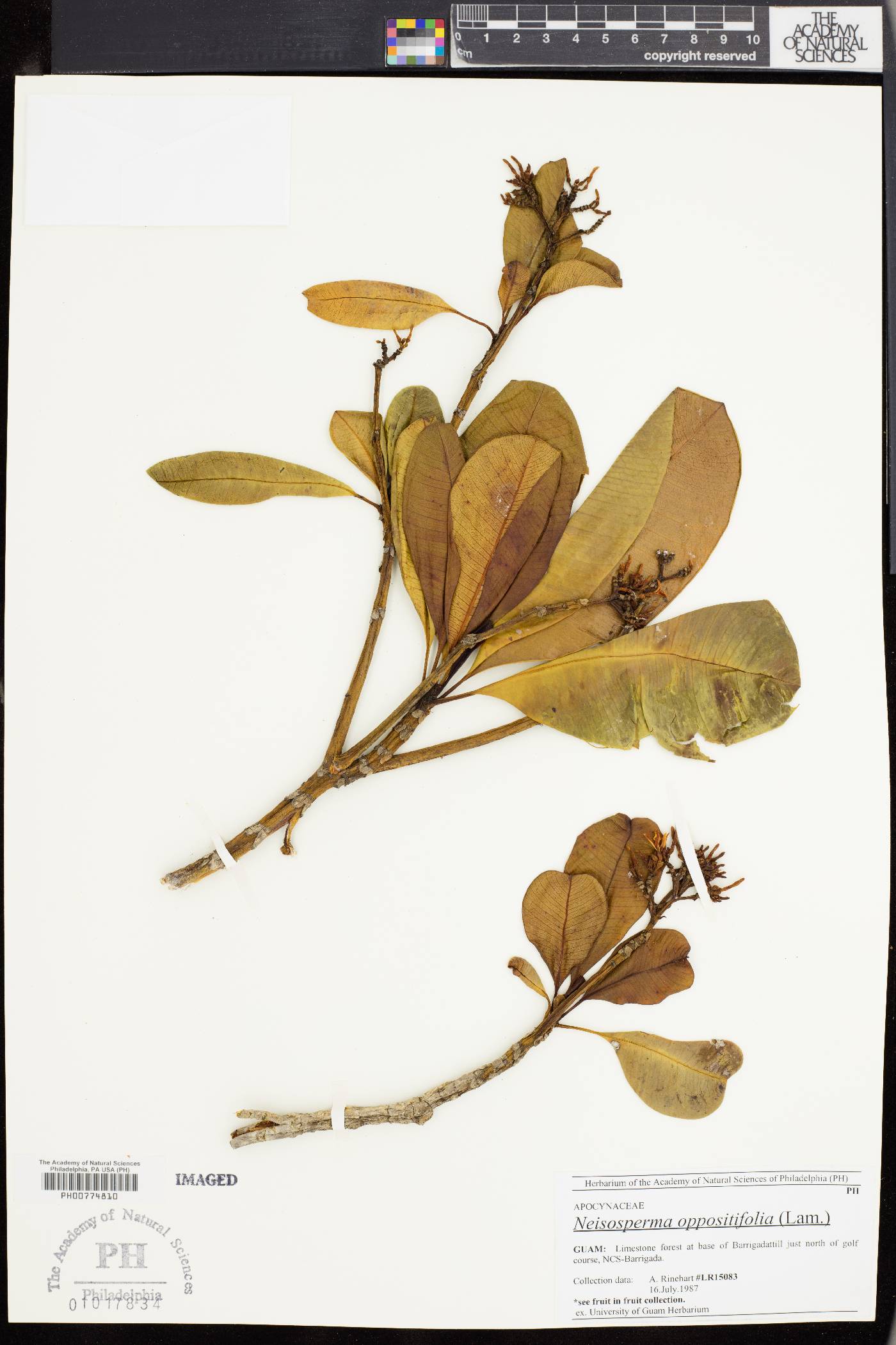 Neisosperma oppositifolia image