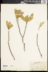 Neobracea bahamensis image