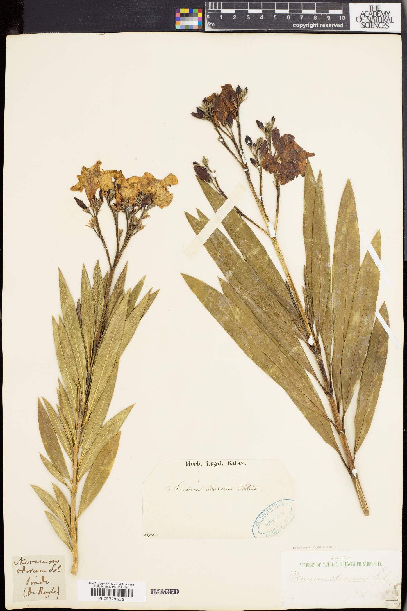 Nerium indicum subsp. indicum image