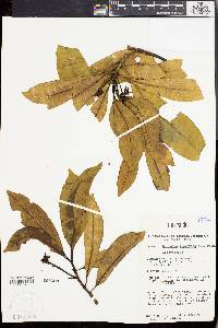 Ochrosia glomerata image