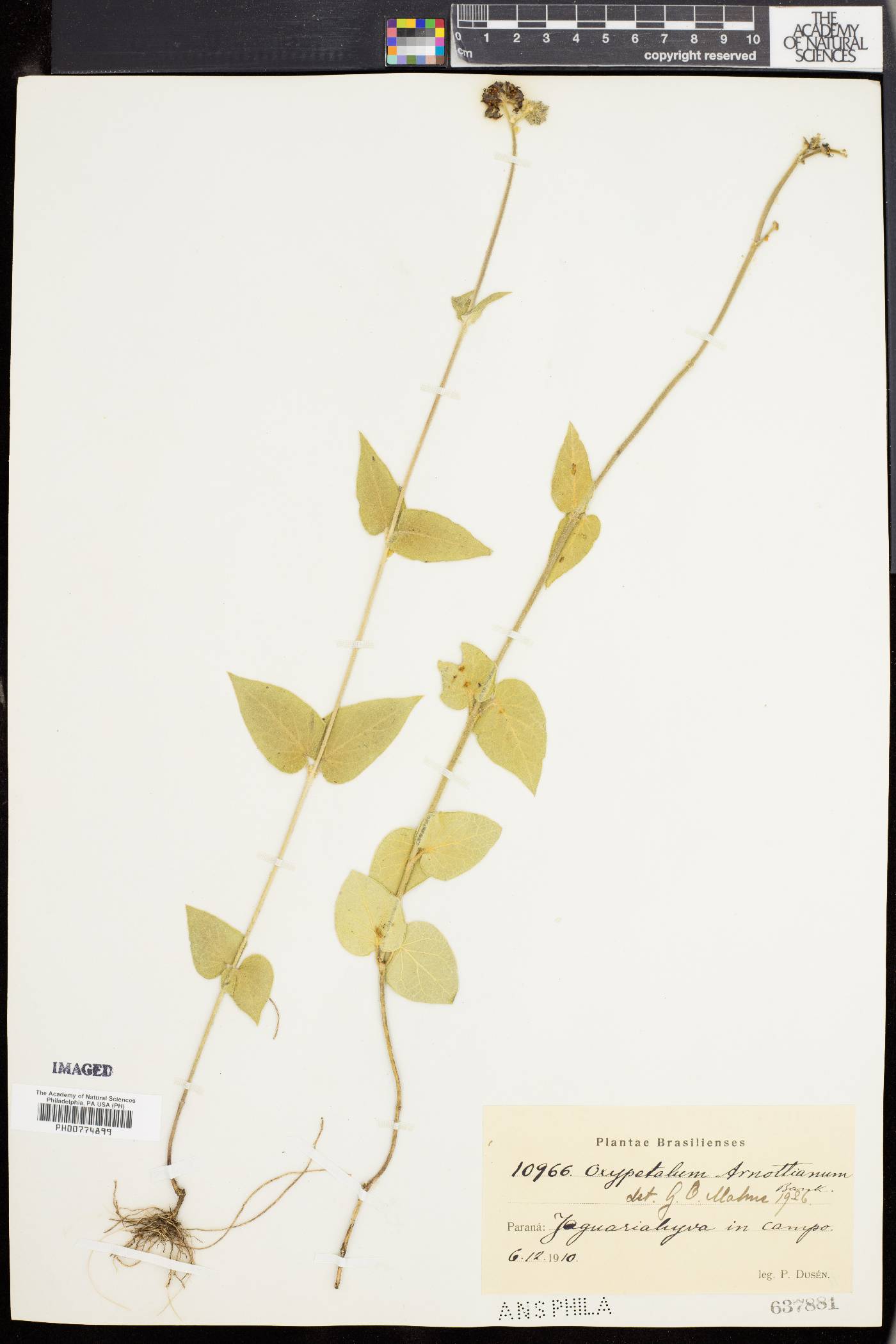 Oxypetalum arnottianum image