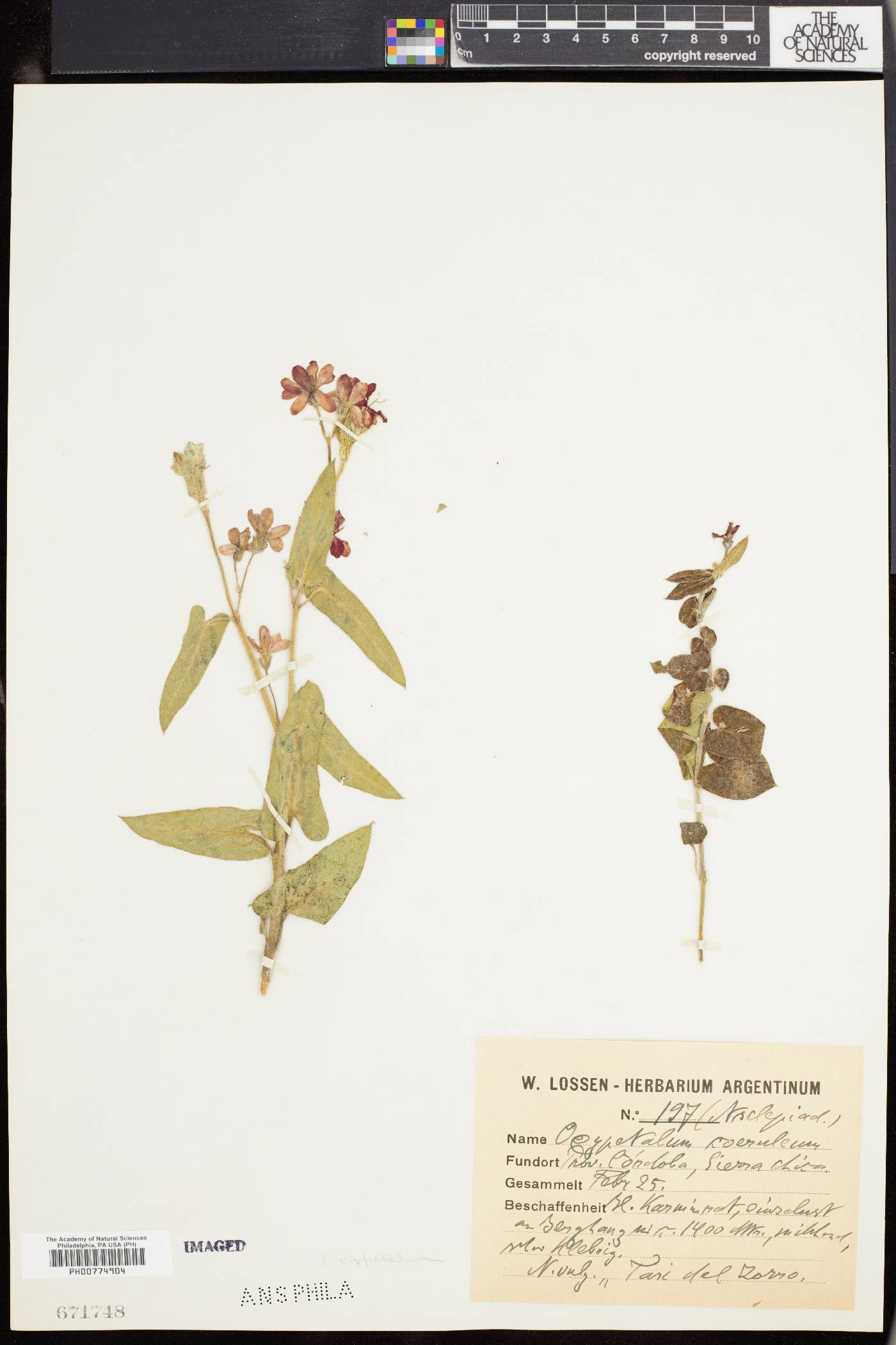 Oxypetalum coeruleum image